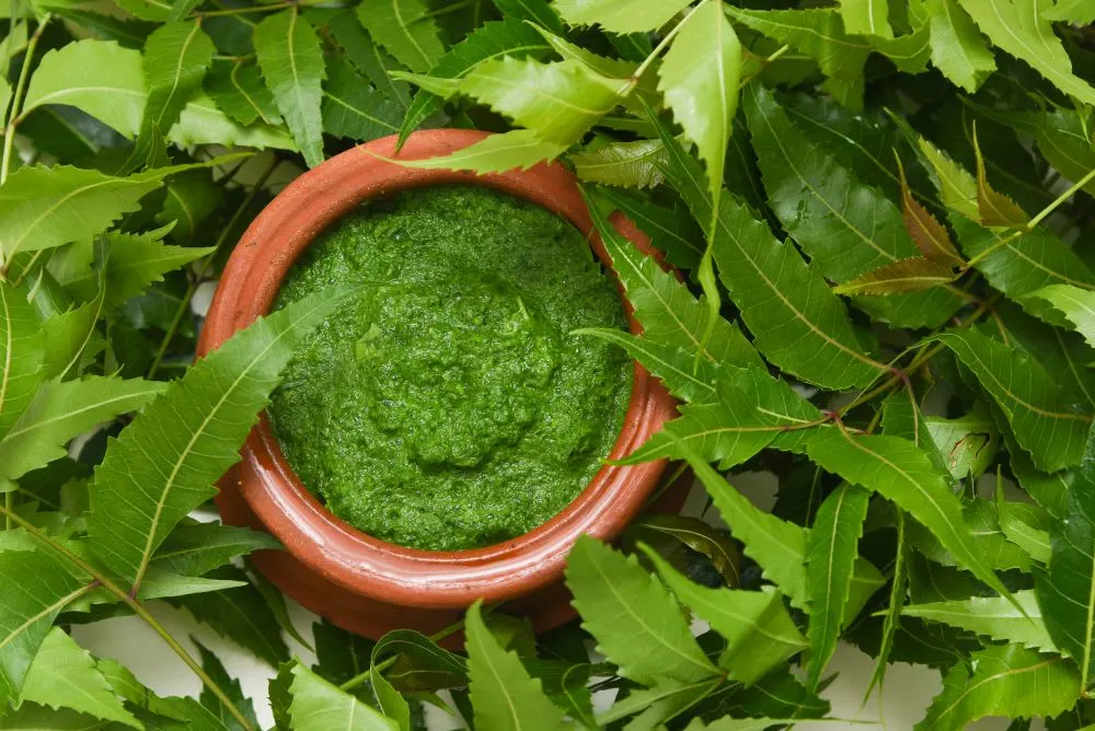use of neem leaves in modern medicine